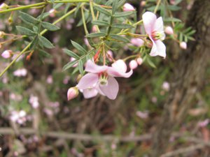 Pale Pink Boronia  (<i>Boronia floribunda</i>)
