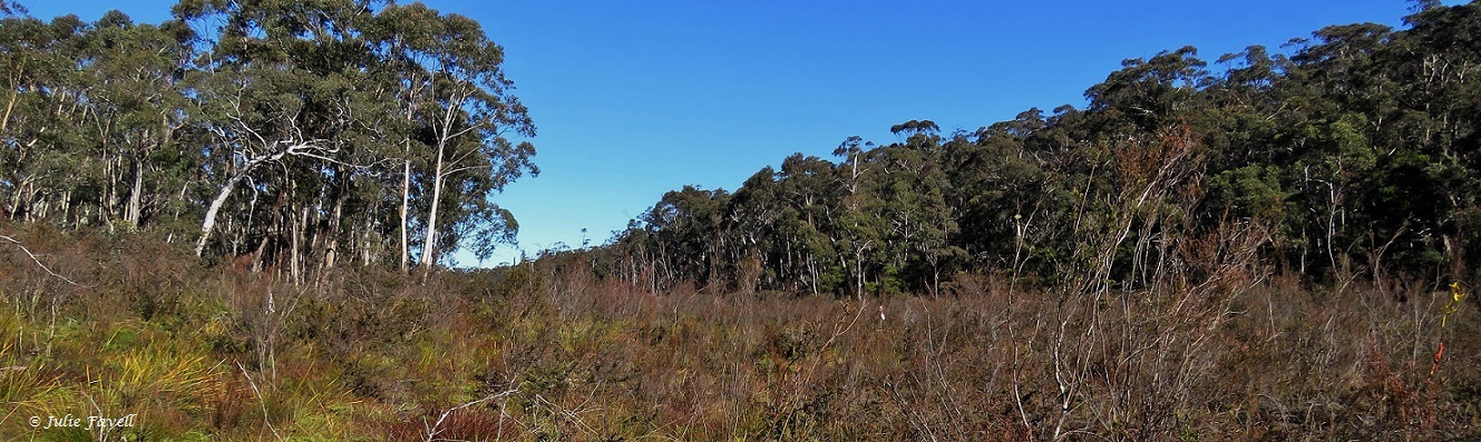 Carne Creek West June 2015 GoS SCS aka Newnes SF