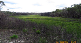 Broad Swamp Temperate Peatland Swamp Sandstone