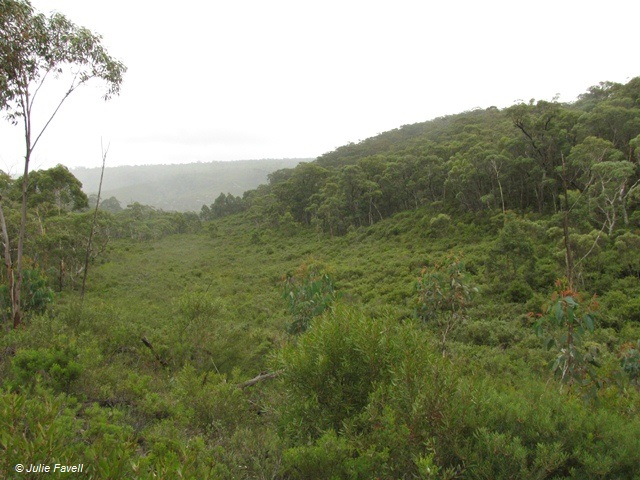 Farmers Creek Swamp Threatened EC GoS SCA aka NSF Jan 2010