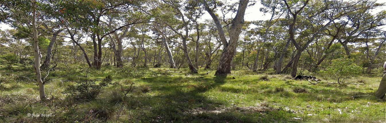 GoS SCA aka BBSF Cullen swamp 4 dec 16