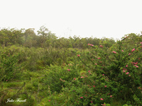 Long Swamp Threantened EC GoS SCA aka BBSF near Piezo Baal Bone LW 29 035