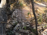 𝘗𝘵𝘦𝘳𝘰𝘴𝘵𝘺𝘭𝘪𝘴 sp. Glen Alice