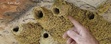 Bird mud nest in rock overhang Glen Alice
