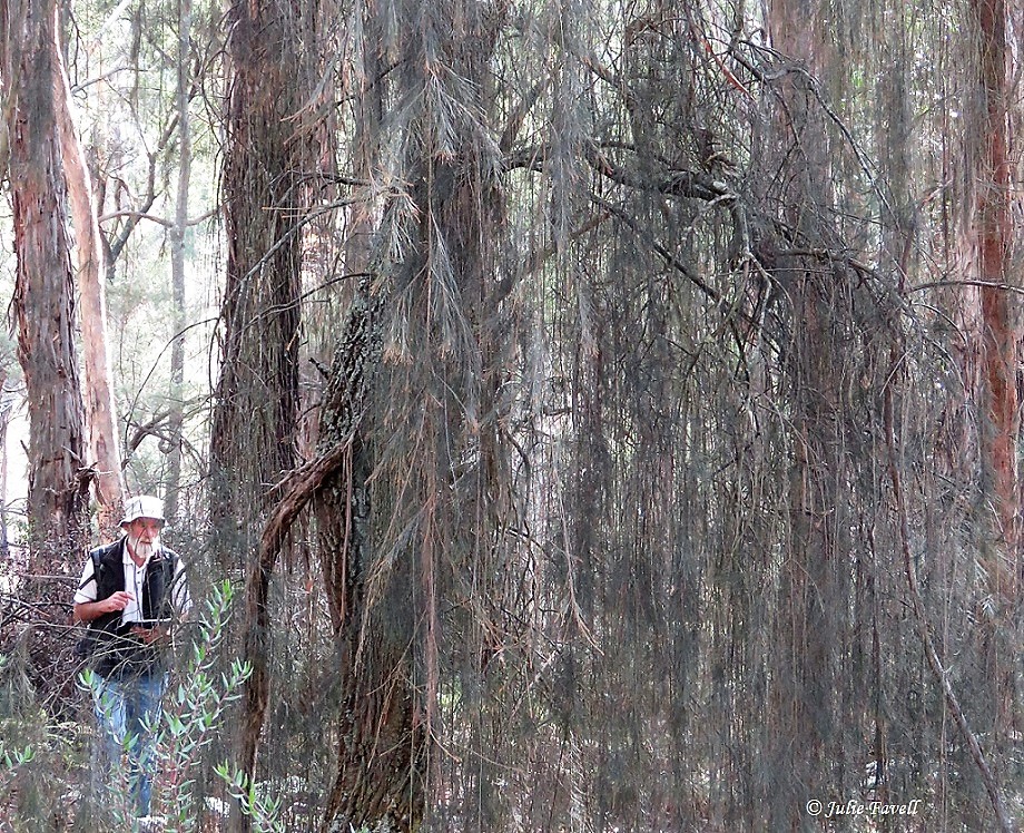 Kangaroo Creek Lidsdale.TEC GoS SCA aka BBSF (note underneath is a mining lease). Unidentified weeping 𝘊𝘢𝘴𝘶𝘢𝘳𝘪𝘯𝘢 sp.