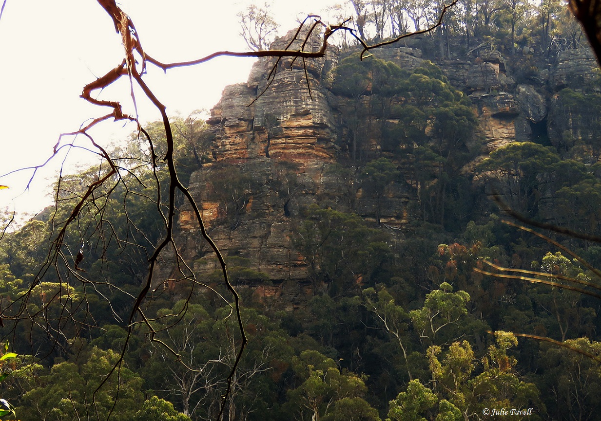 Kangaroo Creek Lidsdale.TEC GoS SCA aka BBSF (note underneath is a mining lease). Unidentified weeping 𝘊𝘢𝘴𝘶𝘢𝘳𝘪𝘯𝘢 sp.
