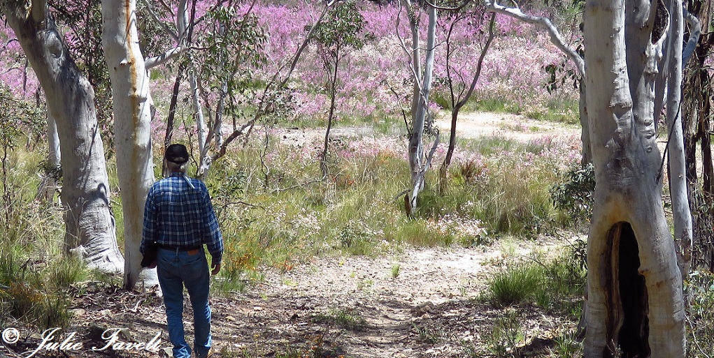 Kunzea Swamp in flower GoS SCA aka BBSF 