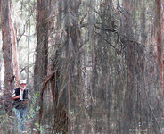 Kangaroo Creek Lidsdale.TEC GoS SCA aka BBSF (note underneath is a mining lease). Unidentified weeping 𝘊𝘢𝘴𝘶𝘢𝘳𝘪𝘯𝘢 sp.