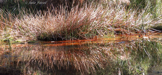 Long Swamp Trail eastern arm TEC swamp which feeds into the Coxs River, Wolgan Road is a Travelling Stock Reserve did not get included in GoS SCA aka BBSF area.