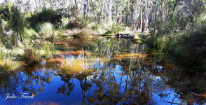 Long Swamp Trail eastern arm TEC swamp which feeds into the Coxs River, Wolgan Road is a Travelling Stock Reserve did not get included in GoS SCA aka BBSF area.
