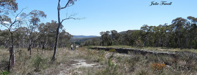 Roadside vegetation Tunnel Hill