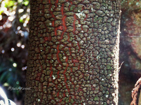 Small gully escarpment GoS SCA off Bicentennial Trail