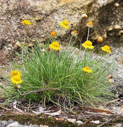 Pagoda Daisy